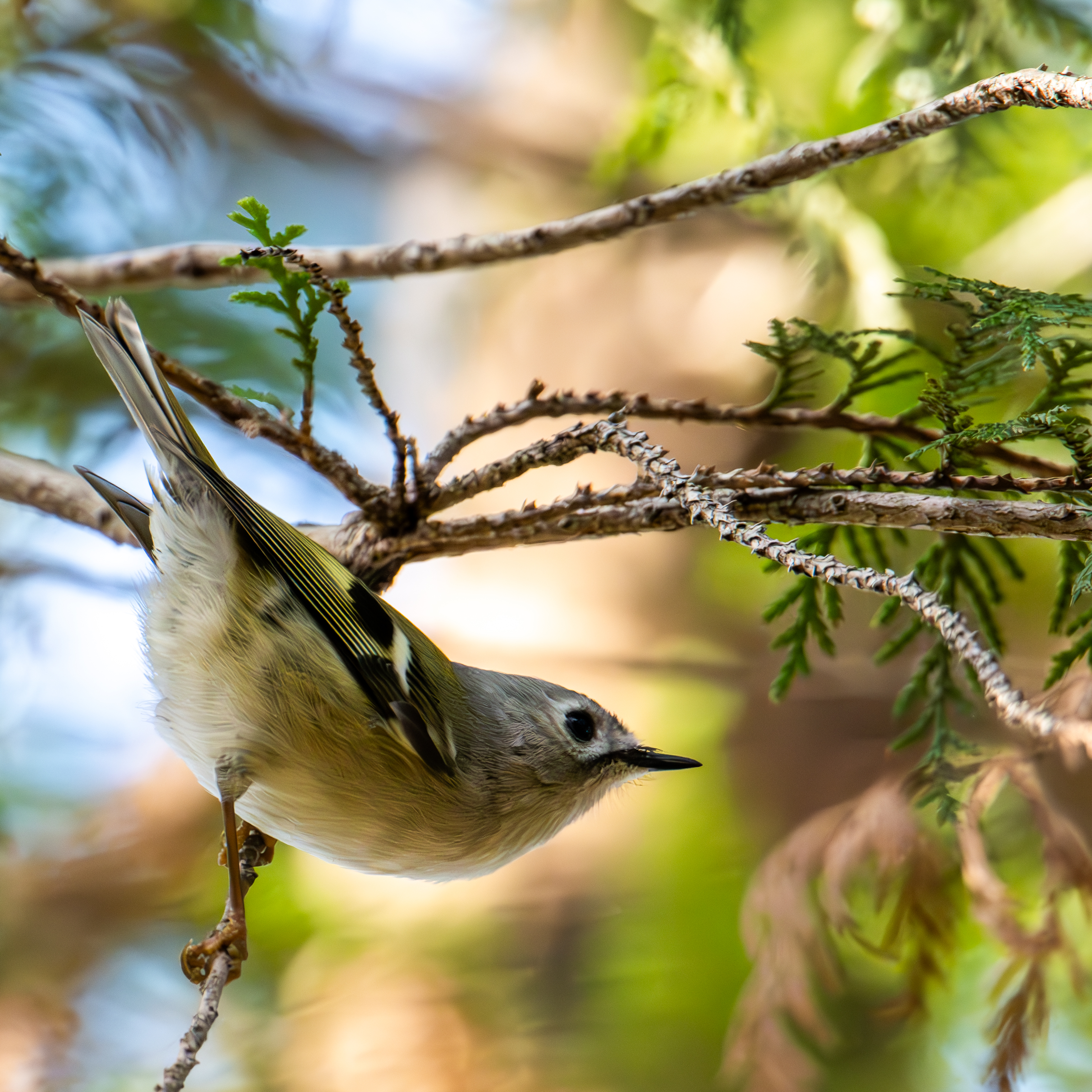 秋ヶ瀬公園で今年最後の野鳥撮影