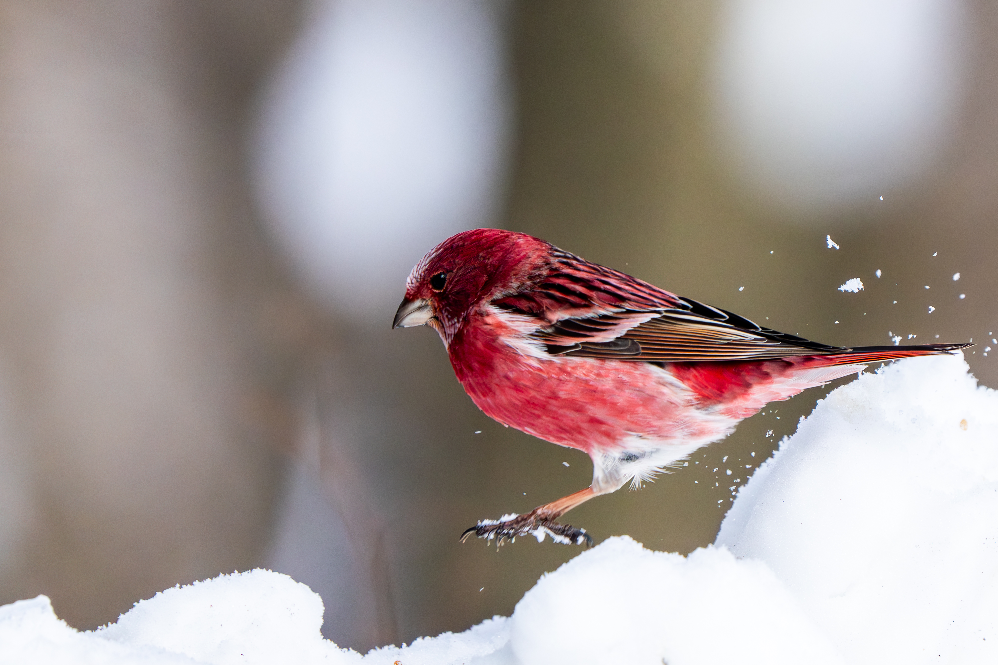 県民の森、先日の大雪で野鳥も雪遊び